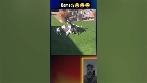 Comedy Video😂 Dog Fight Video Youtubeshorts Shorts Minivlogs