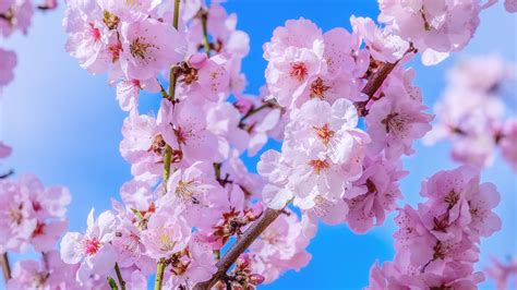 Fotos Sakura Bloem Boomtakken Bloeiende Bomen 3840x2160