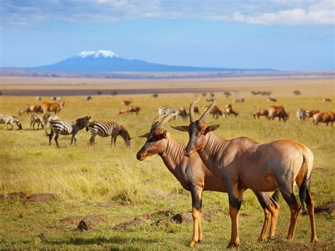 Hundreds more species under threat of extinction than previously