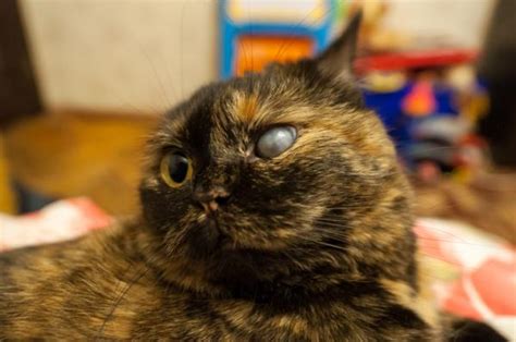 It's usually caused by fluid building up in the front part of the eye, which increases pressure. Glaucoma in cats - Causes, symptoms and treatment ...