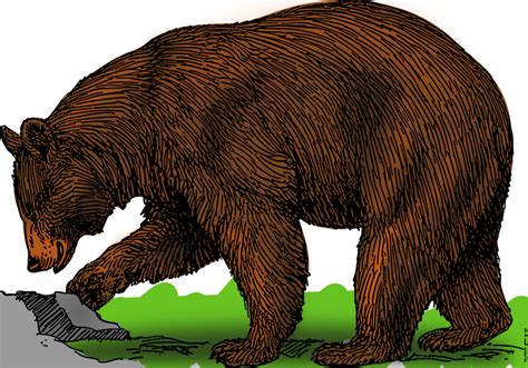 Grizzly Bear Clipart 20 Free Cliparts Download Images On Clipground 2023