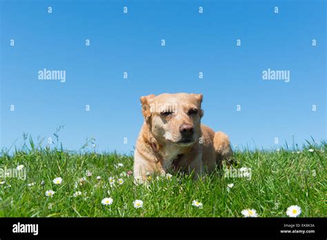 Brown Cross Breed Dog Laying In Grass Stock Photo Alamy