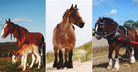 The 10 Best Draft Horse Breeds To Help You On The Homestead