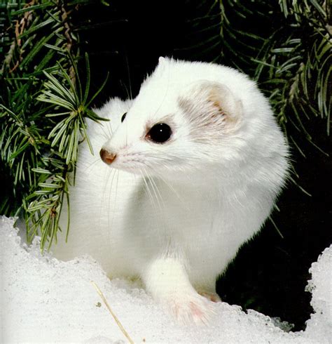 The Ermine My Favorite At The Zoo Animals And Pets Baby Animals Cute