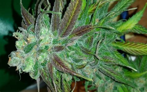 Great White Shark Strain - I Love Growing Marijuana