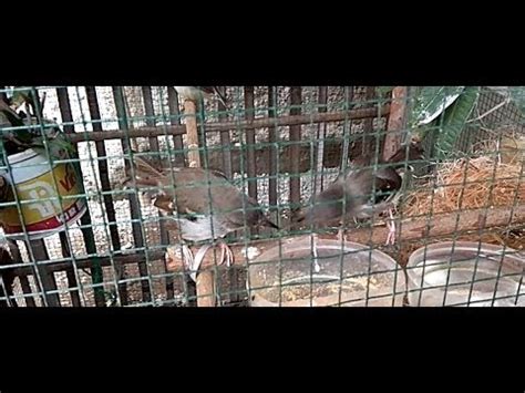 Download lagu ciblek kristal santai mp3 () dapat kamu download secara gratis di metrolagu. Intip Aktivitas Ciblek Kristal || Ternak Ciblek Kristal || Sangkar Burung Ciblek - YouTube
