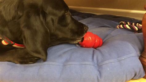 My Dog Licking A Toy With Peanut Butter For 6 Minutes Youtube