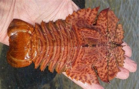 Balmain Bugs Are An Australian Lobster Type Seafood Honeymoon Plans