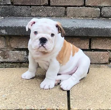 English Bulldog Colors And Prices Lacy Criswell