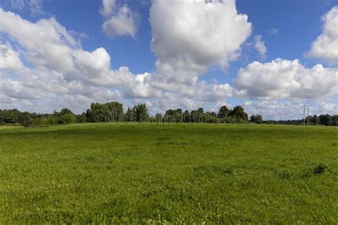 Green Grass Growing In The Field In The Summer Stock Image Image Of