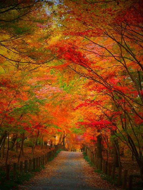 Maple Road Autumn Landscape Autumn Scenery Landscape