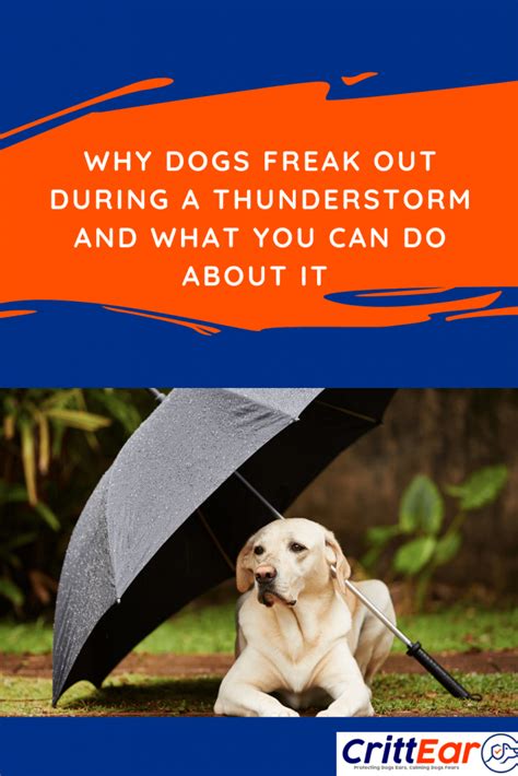 Why Do Dogs Freak Out During Thunderstorms