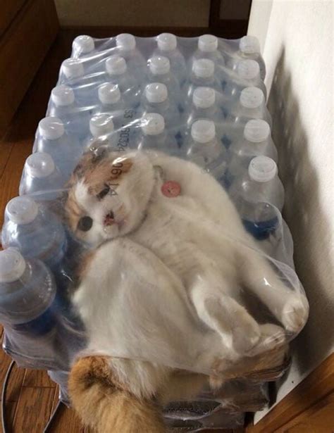 25 Times Cats Got Stuck In The Funniest Places Bouncy Mustard