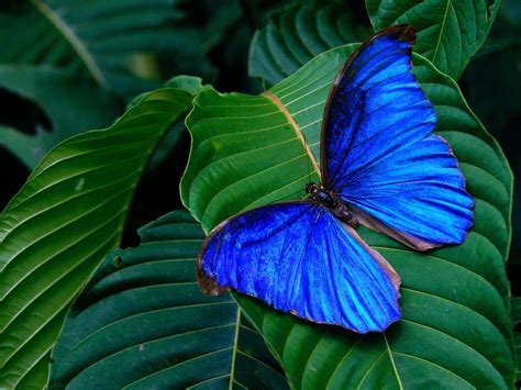 Blue Butterfly Wallpaper Funny Animal