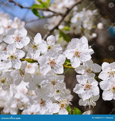 Spring Flowers Beautifully Blossoming Tree Branch Stock Image Image