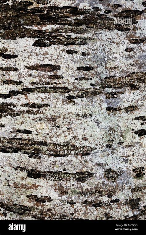 Close Up Of Black And White Tree Bark Stock Photo Alamy