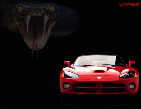 Viper Snake Wallpapers Wallpaper Cave