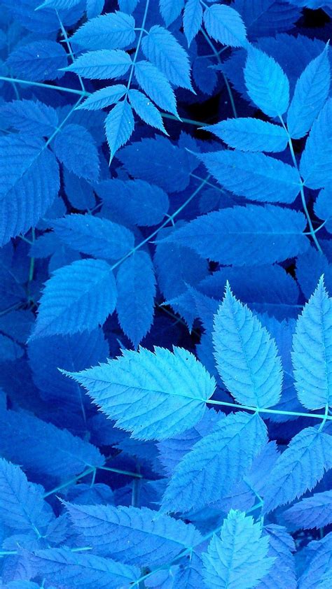 Blue Leaf Iphone Wallpapers Wallpaper Cave
