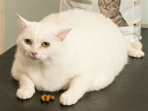 Pdsa Unveils The Fat Pets Battling To Be Crowned Winner Of