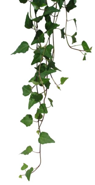 Hanging Vines Ivy Plants Plants Plant Texture