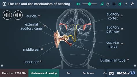 The Mechanism Of Hearing 3d By Mozaik Education Android Apps — Appagg