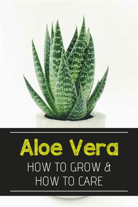 Growing an aloe vera indoors will be a piece of cake and very enjoyable after reading how to grow aloe vera indoors and how to properly take care of it. How to Grow and Care for Aloe Vera Plant & Myths | Aloe ...