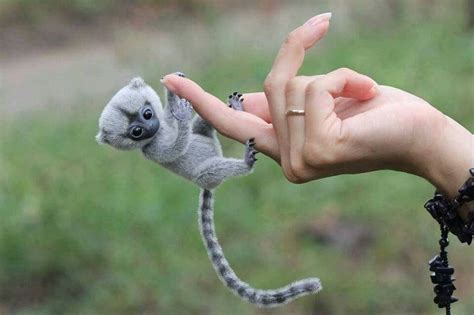 The Smallest Monkey In The World Baby Animals Pictures Cute Little
