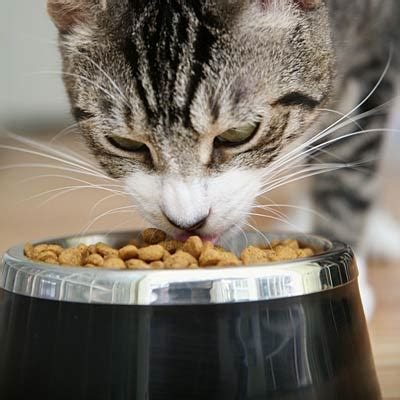 Dry cat food is about 10% water, while wet cat food is about 70% water. Don't feed your cat too much dry food - How to Raise a ...