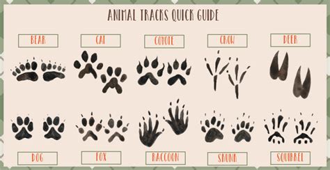 Free Printable Animal Tracks Explorer Id Cards Animal Tracks Animal