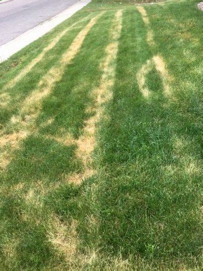 Dollar Spot Fungus Aka Ascochyta Leaf Blight In Colorado