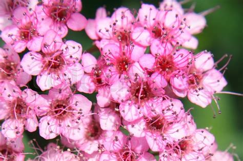 Purchased at a nursery that told me the name of this plant was snow on the mountain. Pink flower background from the small flowers | Stock ...