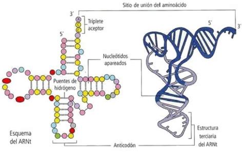 Arn De Transferencia Blog De Biología