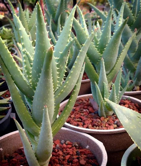 I make a tea bag in a small amount of water for my skin if i get a bug bite or have used on rashes from my plants. Aloe "California" - Cactus Jungle