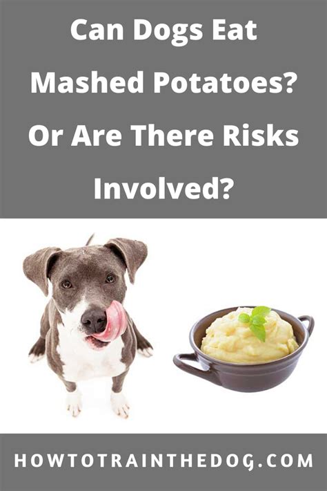Can Dogs Eat Mashed Potatoes Or Are There Risks Involved Can Dogs