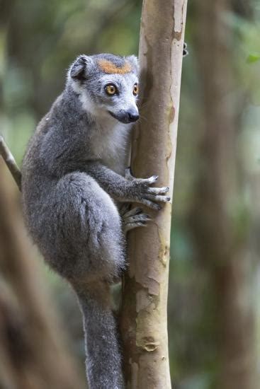 Madagascar Akaninny Nofy Reserve Female Crowned Lemur Clinging To A