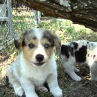 Corgi puppies and dogs in virginia cities. Pembroke Sheltie (Corgi Sheltie Mix) | Dog Info, Temp ...