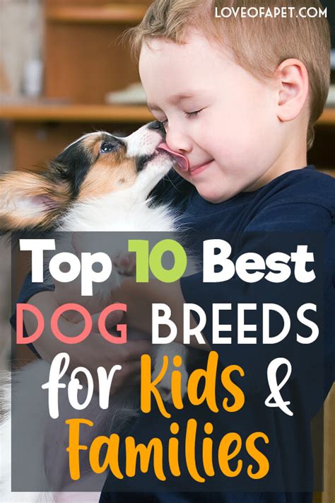 Top 10 Best Dog Breeds For Kids And Families Love Of A Pet