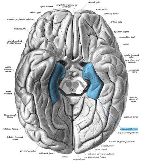 Temporal Lobe And Pathology