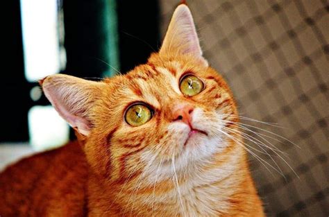Orange Tabby Cat Interesting Facts Types And Personality Guide Orange