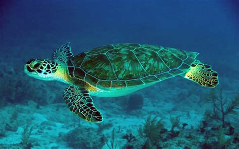 Green Sea Turtle Underwater Scene Hd Wallpapers For Mobile Phones And