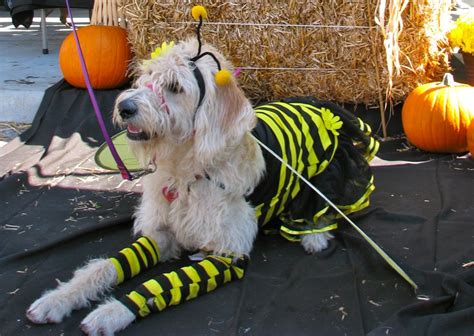Ib Pets 4th Annual Halloween Costume Contest Imperial Beach Ca Patch