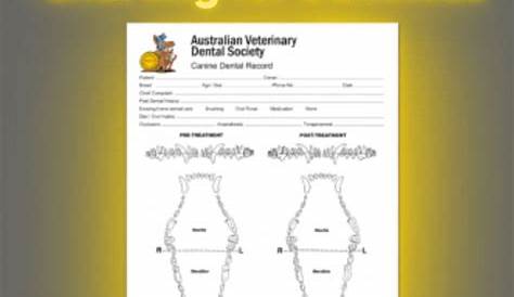 Browse Our Example of Canine Dental Chart Template in 2021 | Dental
