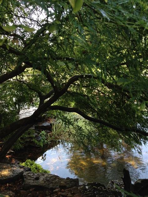 The View From Beneath This Japanese Maple Is Awesome Koi Pond Water
