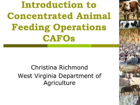 Ppt Introduction To Concentrated Animal Feeding Operations Cafos