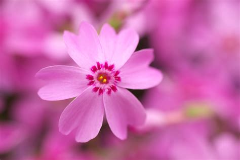 Pink Flower Close Up Hd Picture Free Download