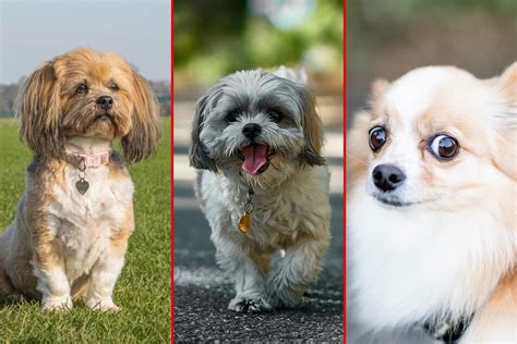 Smallest Dog Breeds Top 10 Tiny Dog Breeds
