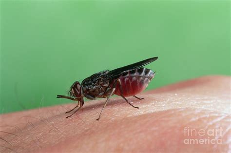 Tsetse Fly Photograph By Pascal Goetgheluck Science Photo Library Fine Art America