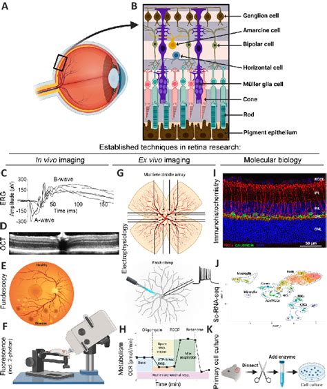 Schematics Of Retinal Structure And Established Technologies For