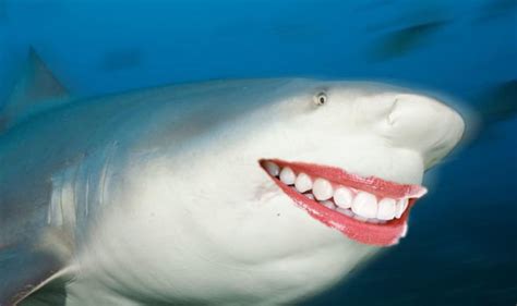 Sharks With Human Teeth