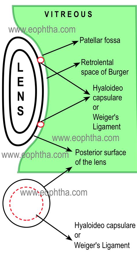 Anatomy Of Vitreous Optometry School Medical School Opthalmic